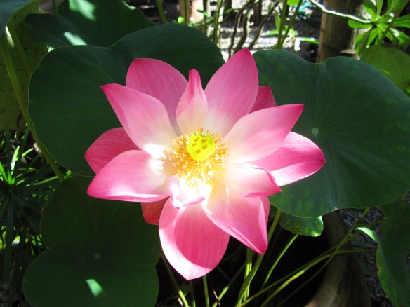 Backyard blooming lotus