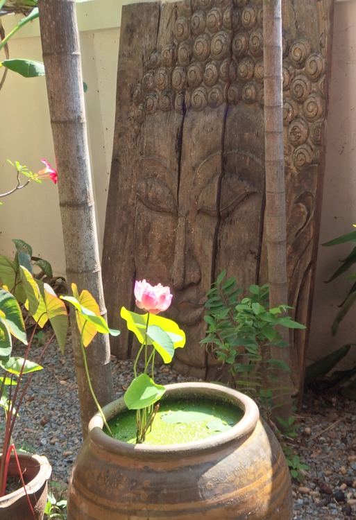 Buddha image delighting in the lotus