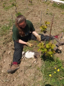 Laura weeding with the attention seeking cat