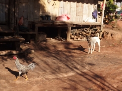 and the ubiquitous dogs and chickens